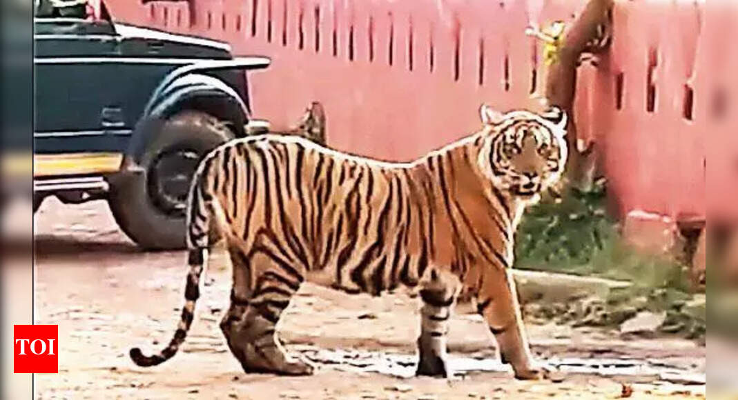 Safari Vehicle Safety Debated After Recent Tiger Attacks