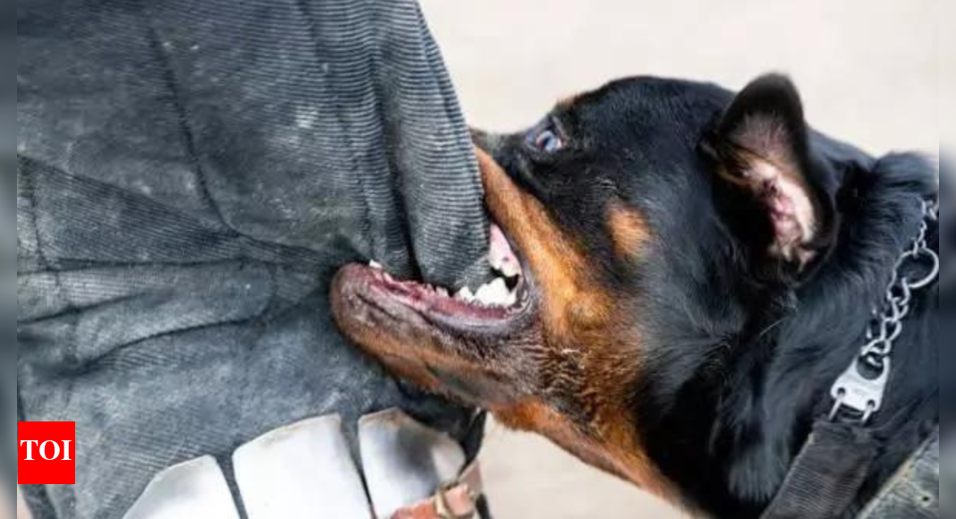 Rottweiler Attack Spurs Debate on Breed Bans and Dog Ownership