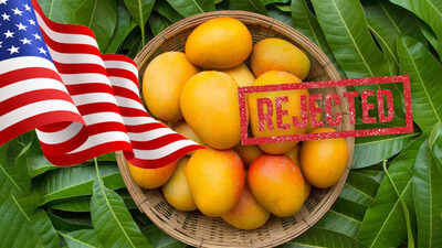 Forced to destroy! US rejects 15 mango shipments from India, exporters estimate losses of $500,000