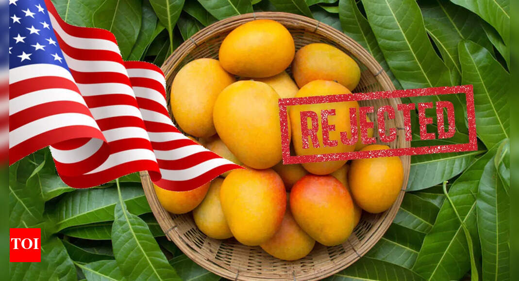 US rejects 15 mango shipments from India, exporters estimate losing $500,000