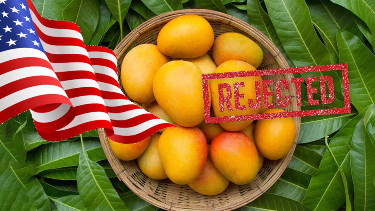 Forced to destroy! US rejects 15 mango shipments from India, exporters  estimate losses of $500,000 | India Business News - Times of India
