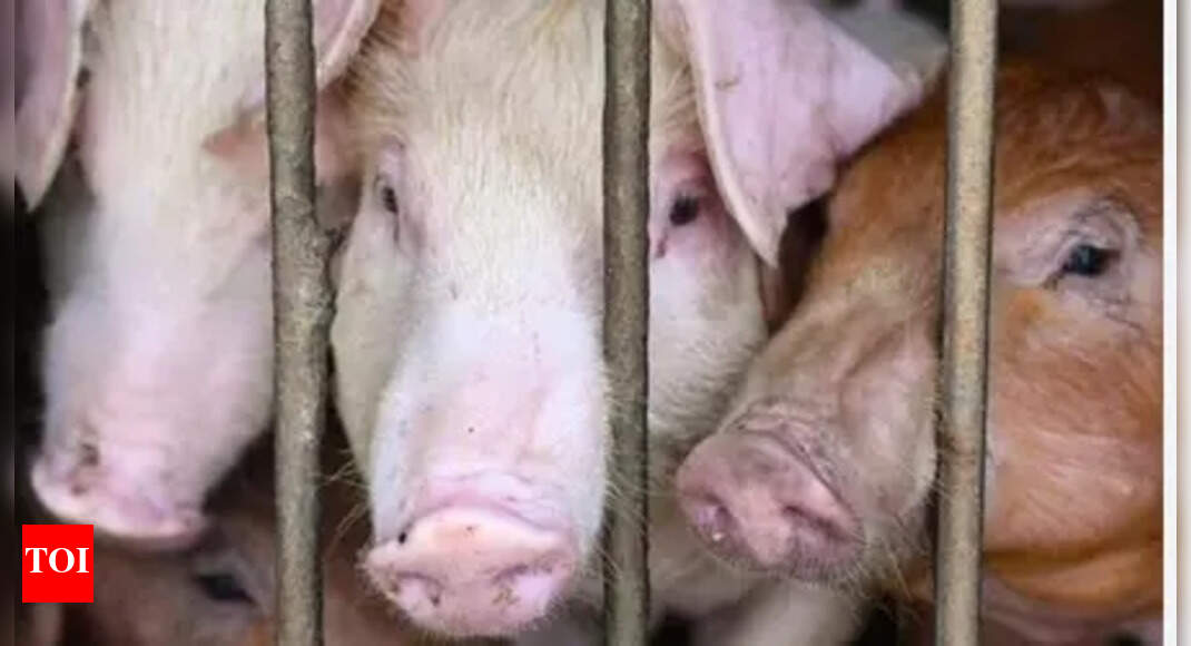 African Swine Fever Outbreak Hits Pigs, Raises Pork Prices in India