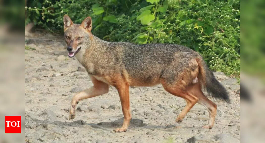 New Town Plans Wildlife Conservation Park to Protect Animals