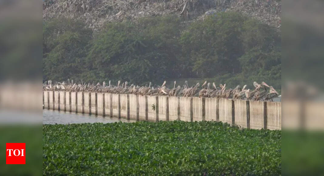 Chennai Environmentalists Raise Concerns Over Waste Plant