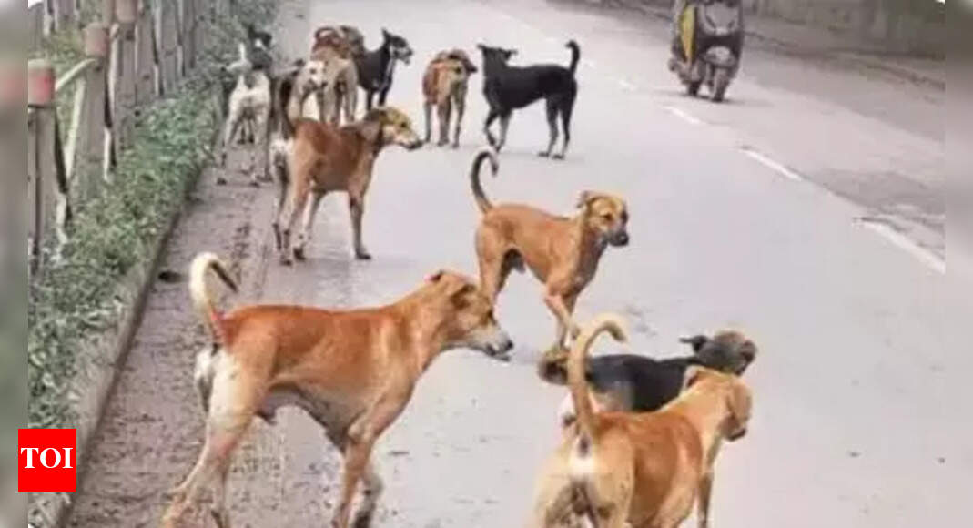 New Animal Birth Control Centre Opens in Gorakhpur