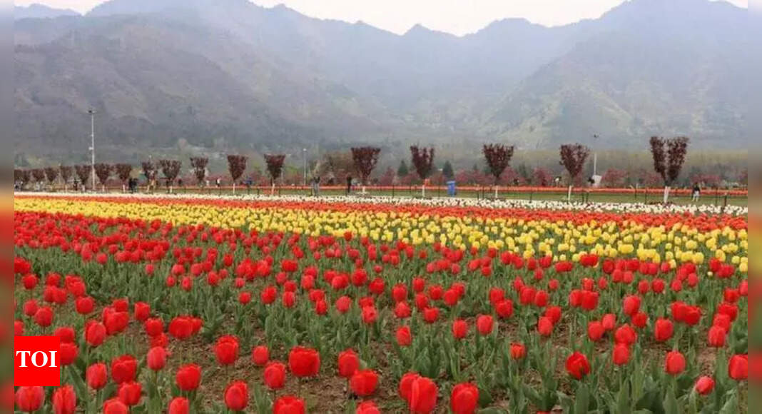 कलकूटा ट्रैवल कंपनियों ने “शलो कश्मीर” लॉन्च किया | भारत समाचार