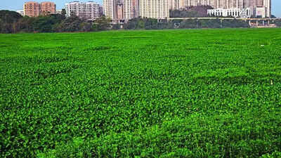 Campaign launched to save 'rotting' Maharashtra's Powai lake
