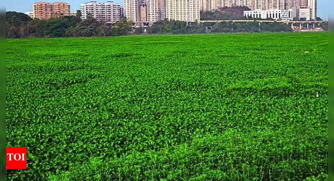 Campaign Launched to Save Powai Lake in Maharashtra