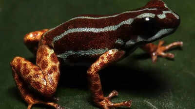 Copper-legged blue frog from poison dart family discovered in the Amazon rainforest