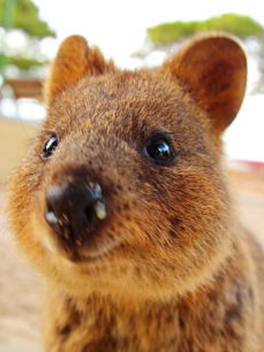 10 animals whose names begin with the letter Q | Times of India