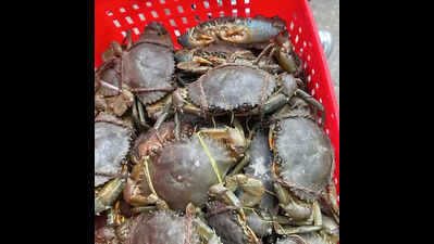 Ganjam KVK develops app to aid crab farming