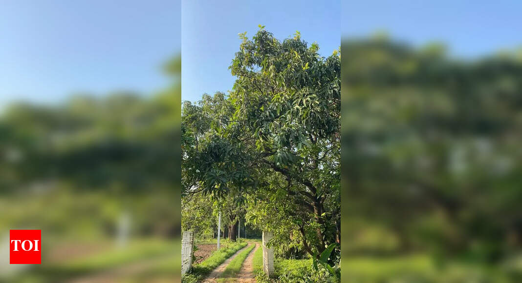 Dumraon Orchard Attracts Mango Enthusiasts for Rare Varieties