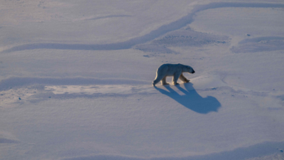 Polar bear biopsies to shed light on Arctic pollutants
