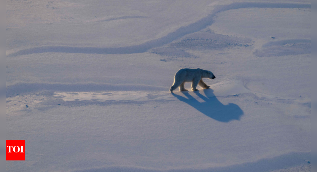 Polar Bear Biopsies Shed Light on Arctic Pollutants