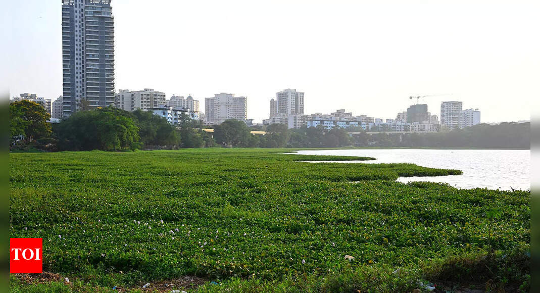 Water Hyacinth: India's Relentless Aquatic Weed