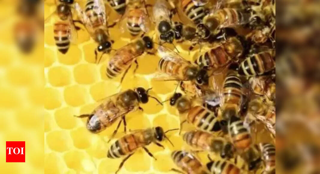 Goa's Beekeeping Potential: Sustainable Livelihood and Apitourism