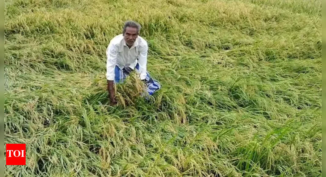 Heavy rain damages crops in delta districts, farmers demand relief ...