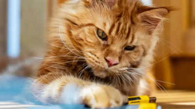 Scientists unlock the hidden gene behind ginger cats' orange fur ...