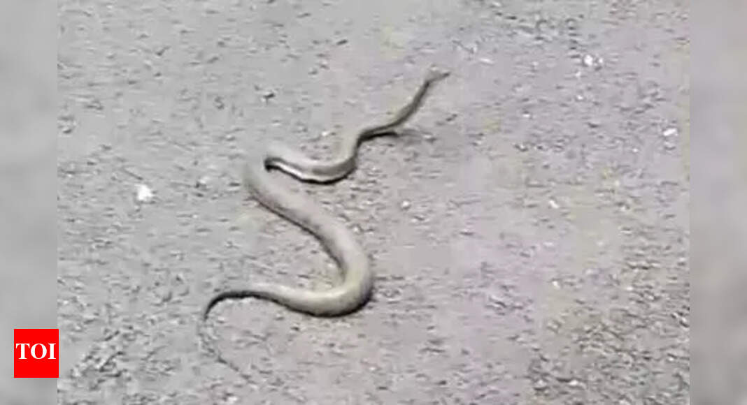 70+ Snakes Found in Indian Home, Sparking Panic and Rescue