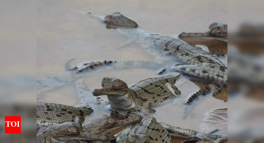 29 Gharial Hatchlings Discovered in Satkosia Tiger Reserve