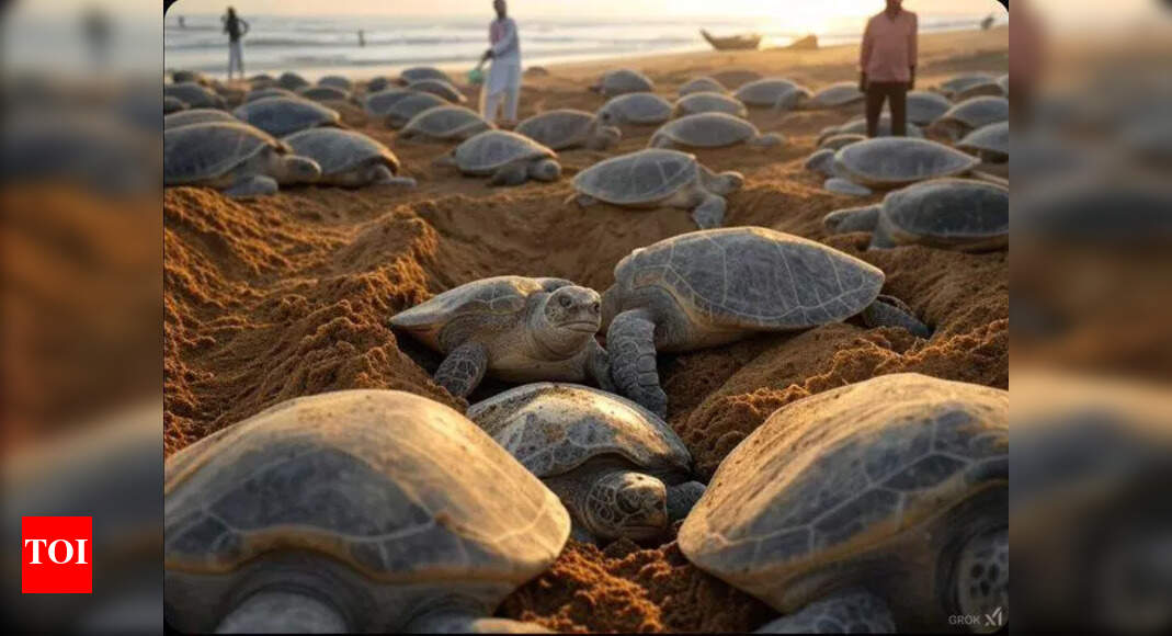 Coast Guard's 'Operation Olivia' Aids Record Turtle Nesting