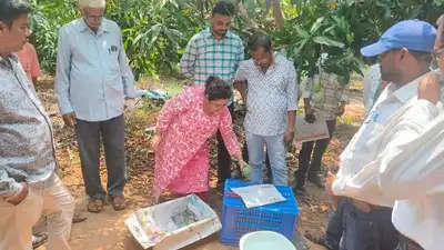 Mango farmers in Odisha trained to boost exports and reduce post harvest losses