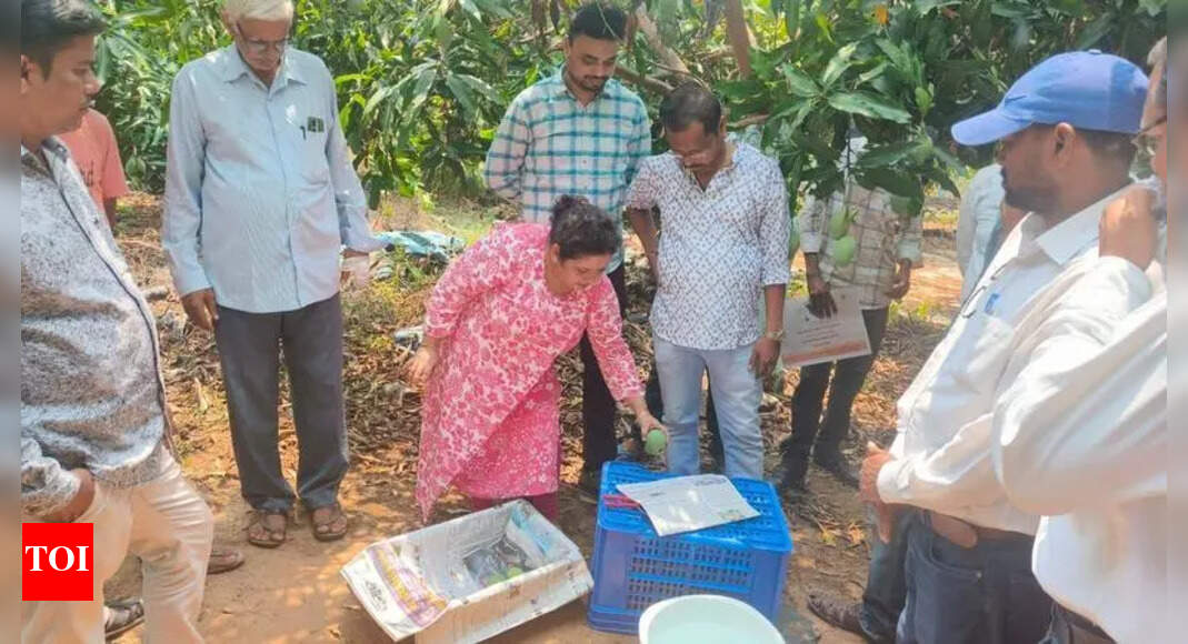 Odisha Farmers Trained to Improve Mango Exports