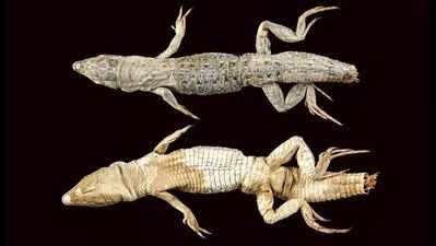 ZSI solves 150-year lizard identity mystery