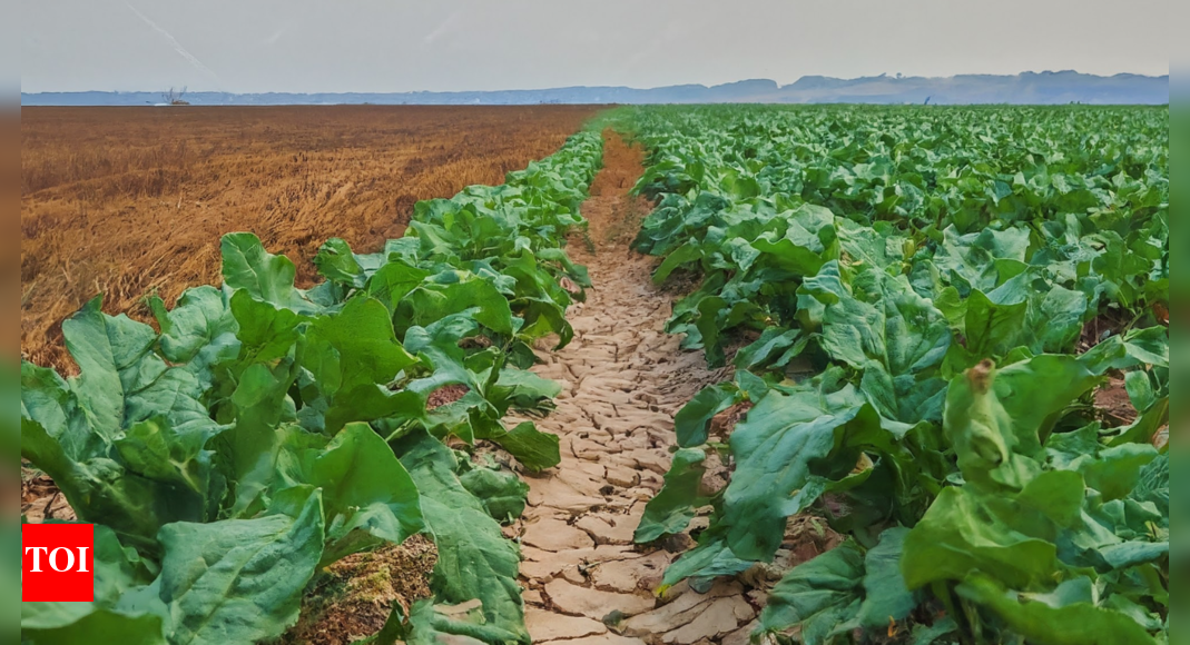 UK Farmers Face Driest Spring in Over a Century Amid Drought