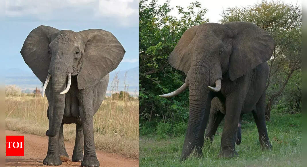 The Science Behind Why Elephants Have Big Ears