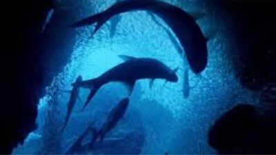 Deep ocean which is only 0.001% explored is facing various setbacks- know about the threats and solutions