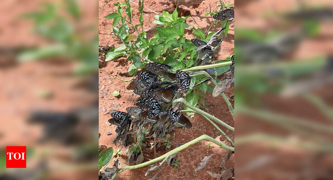 Blue Tiger Butterflies Swarm Bengaluru During Monsoon Season