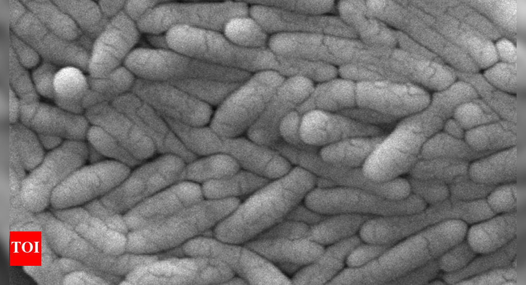 New salmonella outbreak tied to same Florida grower with tainted cucumbers last year