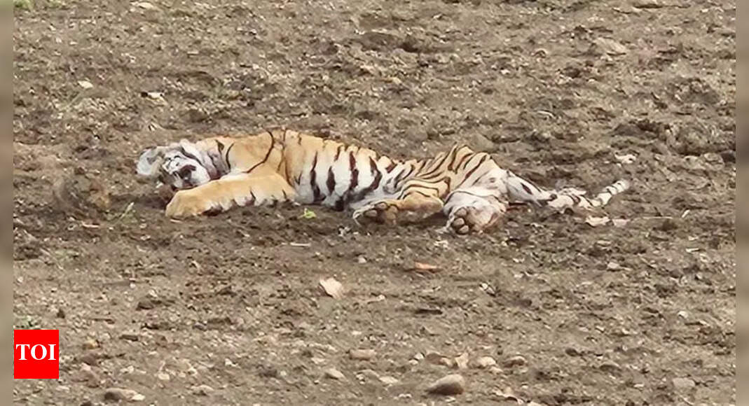 Tiger Kills Cub in Front of Tourists During Safari