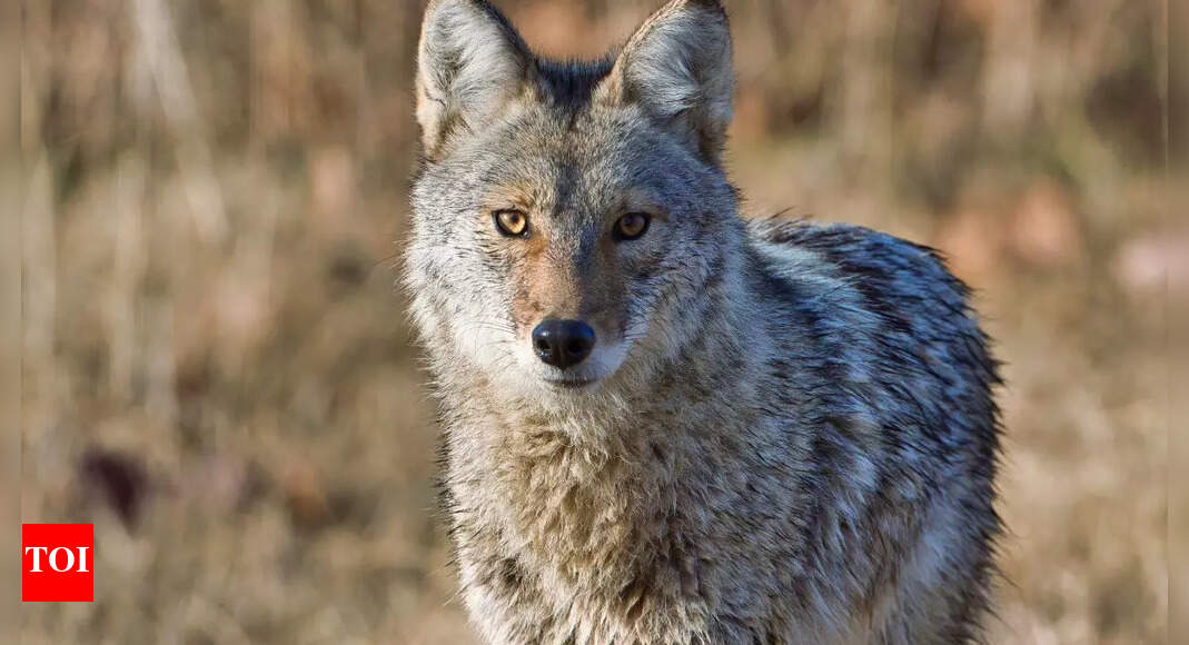 Man fights off wild coyote using bare hands What happened next is(00)