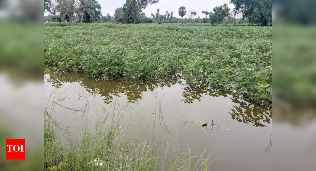 Flooded fields raise crop loss fears in Thanjavur | Trichy News - Times ...