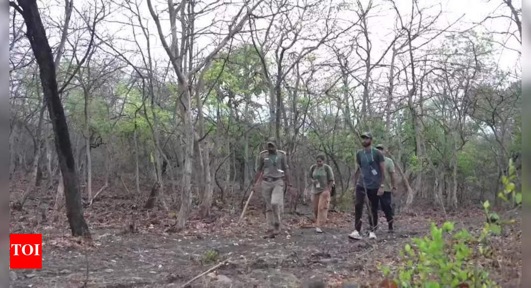 Gujarat's Asiatic Lion Population Experiences Remarkable Growth