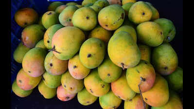 Finding worms in mangoes? Blame it on recent climatic shifts