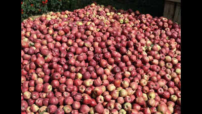 Sanyukt Kisan Manch demands ban on Turkish apple imports