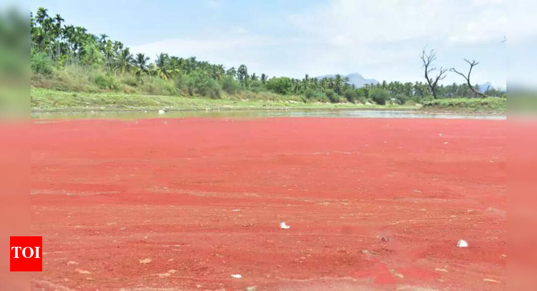 Coimbatore's Kolarampathy Lake Turns Red Due to Algal Bloom