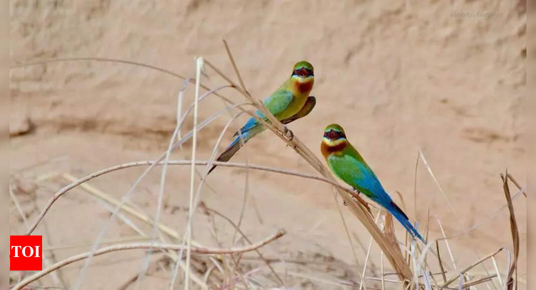 Summer Migratory Birds Flock to Aravalis