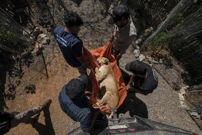 Tigers, jaguars and elephants are the latest to flee cartel violence in Mexico's Sinaloa