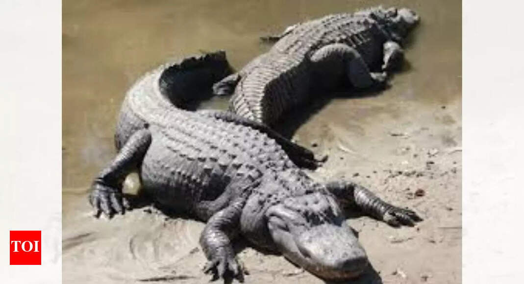 Unusual Animal Mating Behaviors