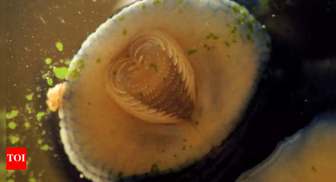 The Remarkable Snail: A Tiny Creature with 25,000 Teeth