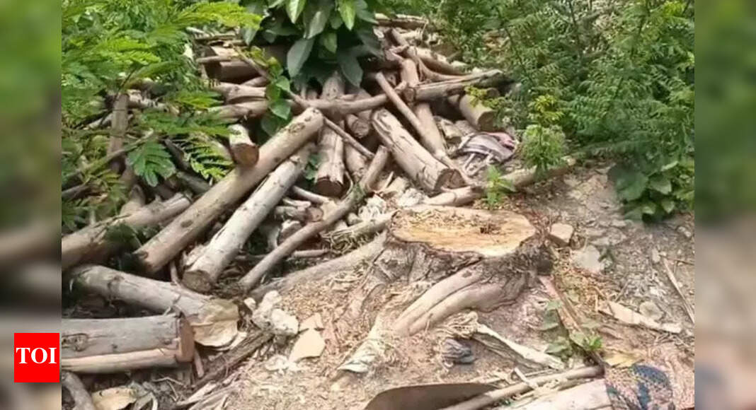 Orissa HC Orders Eviction of Encroachers from Government Land