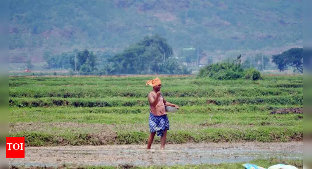 Kendrapada Farmers Face Paddy Seed Shortage
