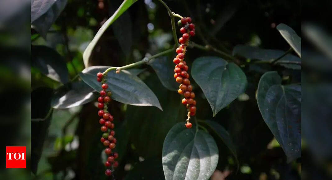 Kandhamal to Become a Black Pepper Cultivation Hub