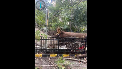 Man lands in hosp as tree falls on parked vehicles in Byculla