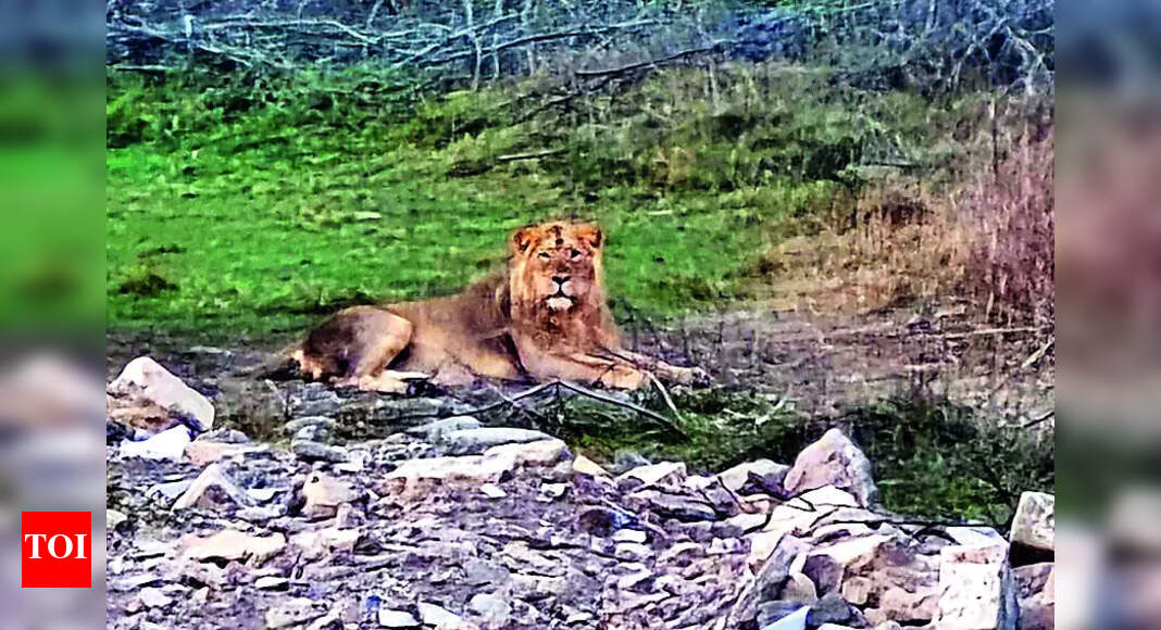 Pride of Gujarat breaks new ground, 891 wild lions call state home