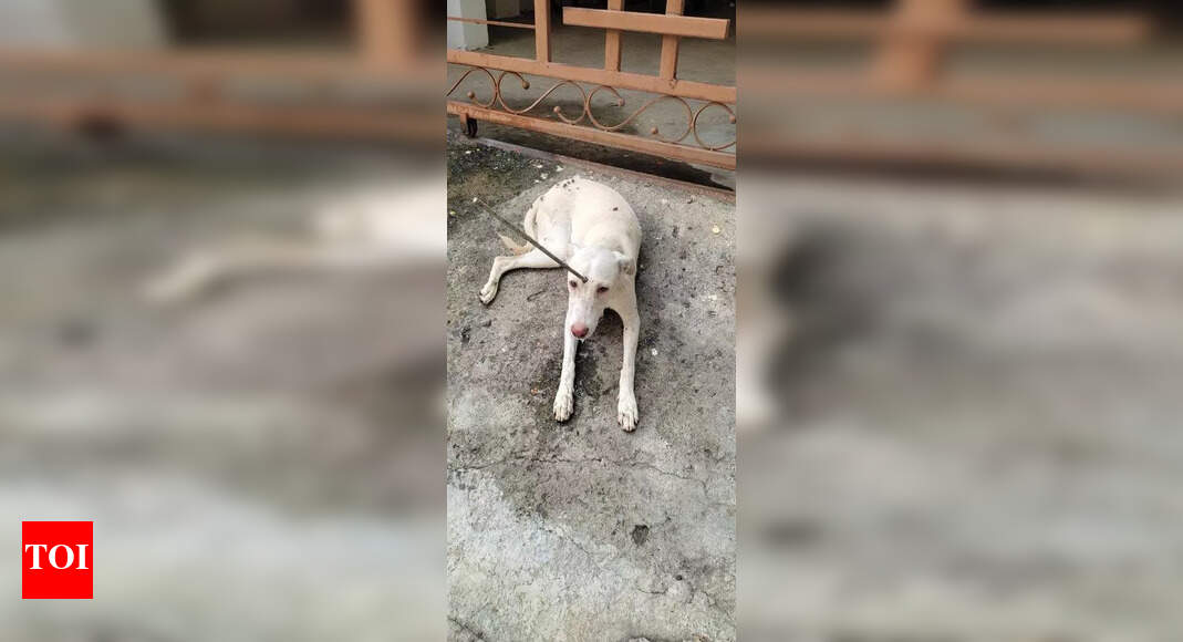 Stray Dog Impaled with Iron Rod, Undergoes Emergency Surgery